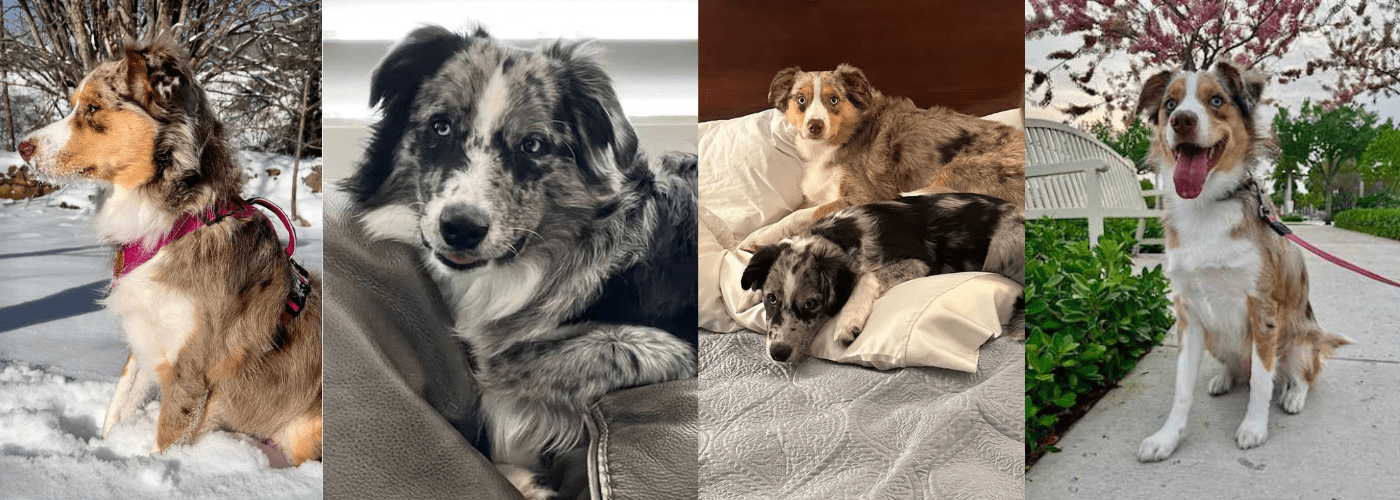 Animal-Welfare Quote